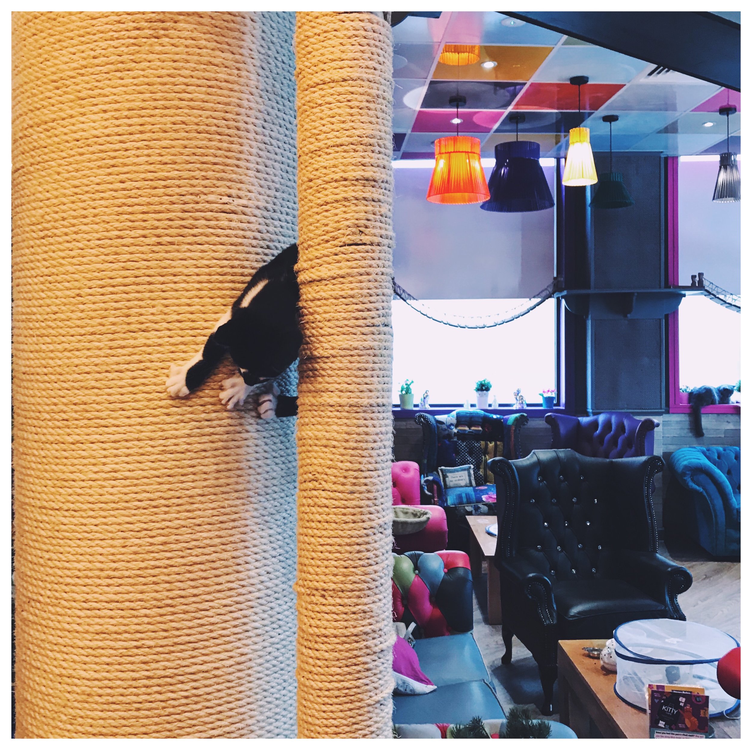 kitty-cafe-leeds